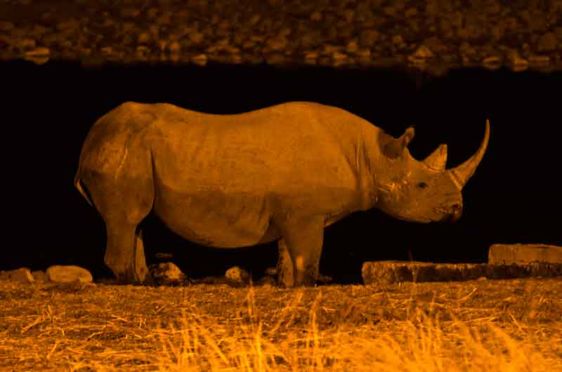 104 - Namibia - rinoceronte - imagen nocturna - Okaukuejo - parque nacional de Etosha